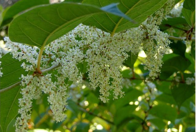  Polygonum Cuspidatum Extract.png