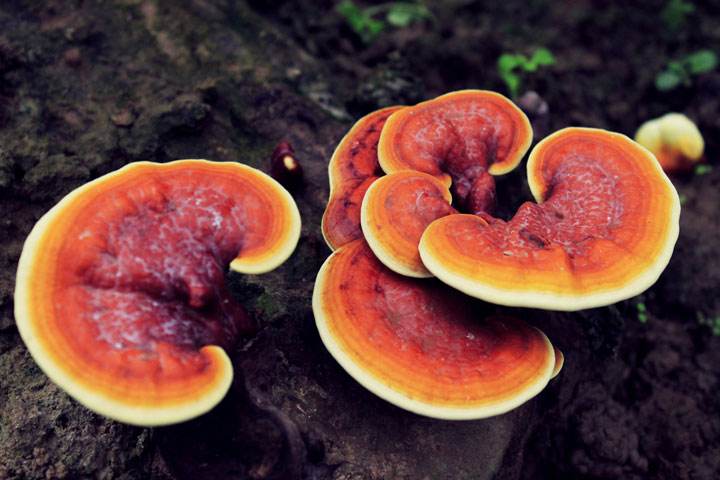 Ganoderma Lucidum,Coronary Heart Disease.jpg