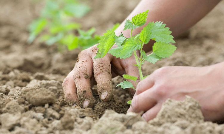 sting nettle root extract planting.png