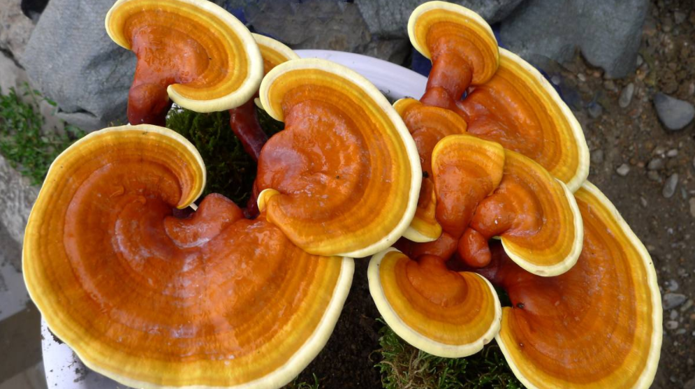 Why the Ganoderma Lucidum teste so bitter