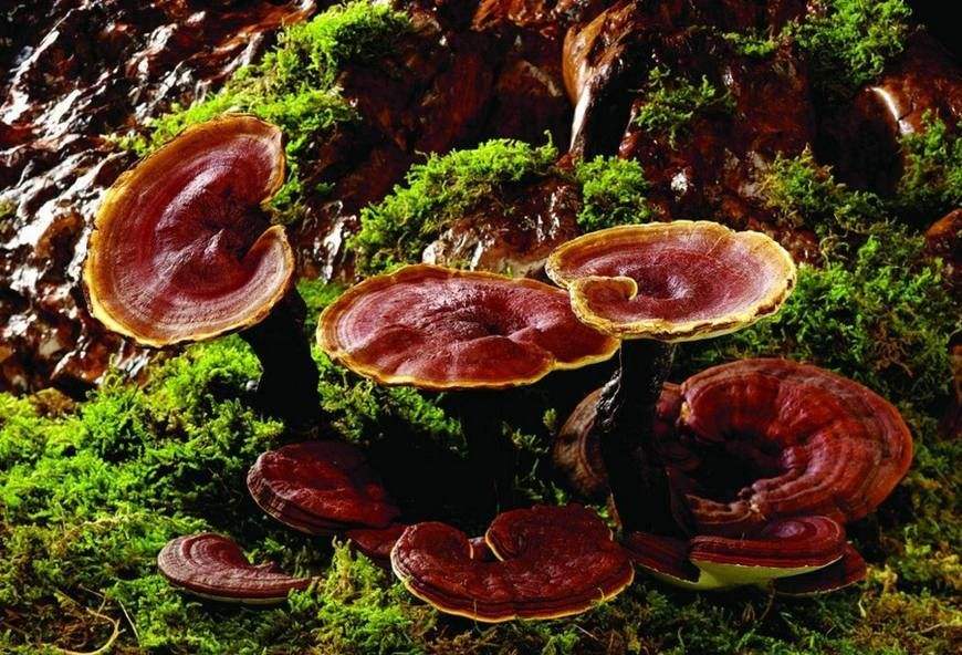 Prevention and Treatment of Chronic Bronchitis for Ganoderma Lucidum