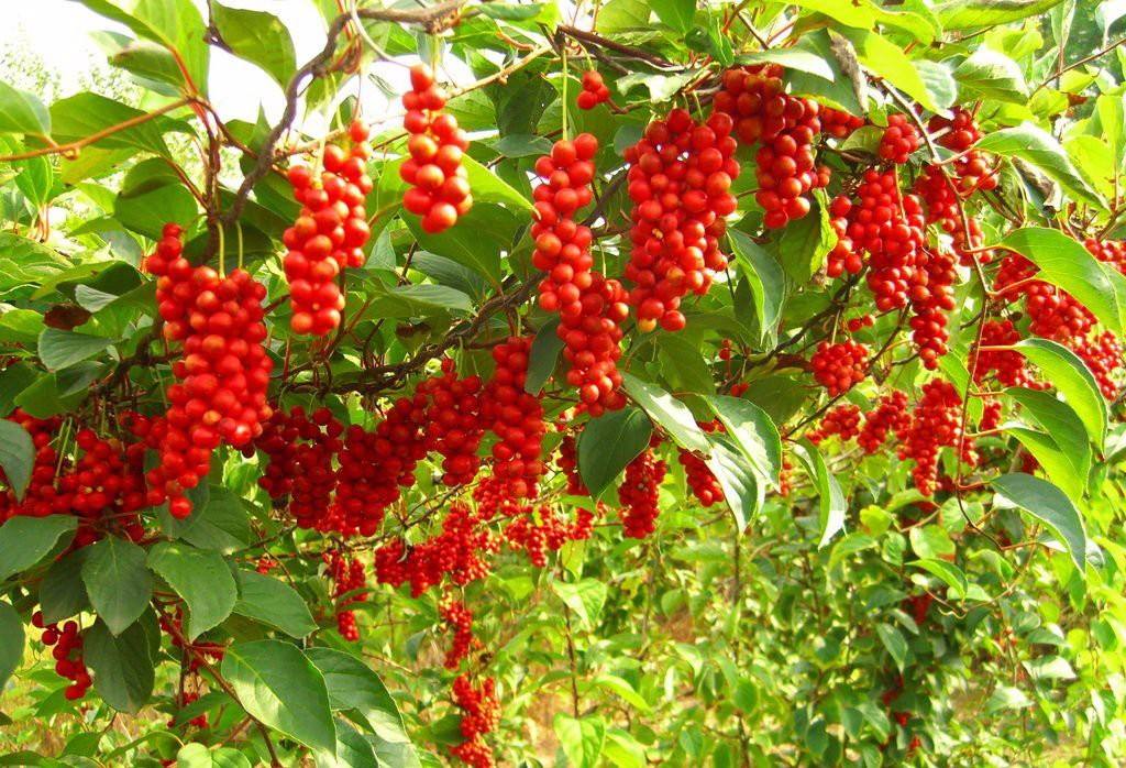 Schisandra Chinensis Extract