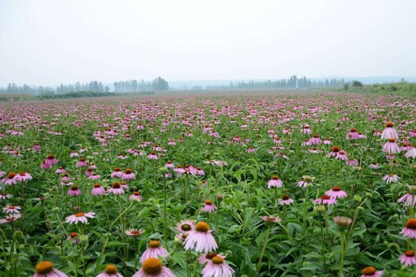 echinacea purpurea extract planting base