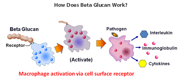 ganoderma lucidum beta glucan