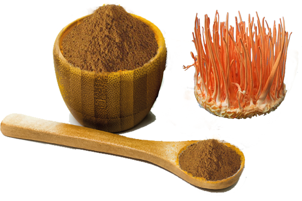 cordyceps extract